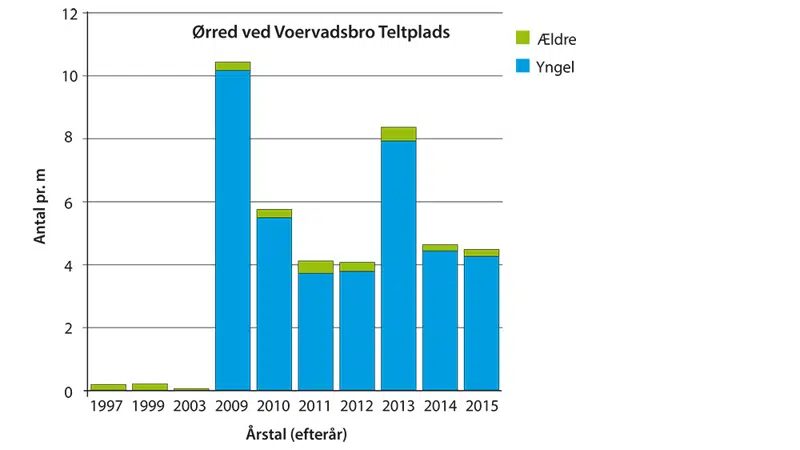 Graf, der viser, at der er kommet flere ørreder i Gudenåen ved Voervadsbro, efter at opstemningen ved Vilholt Mølle er fjernet.